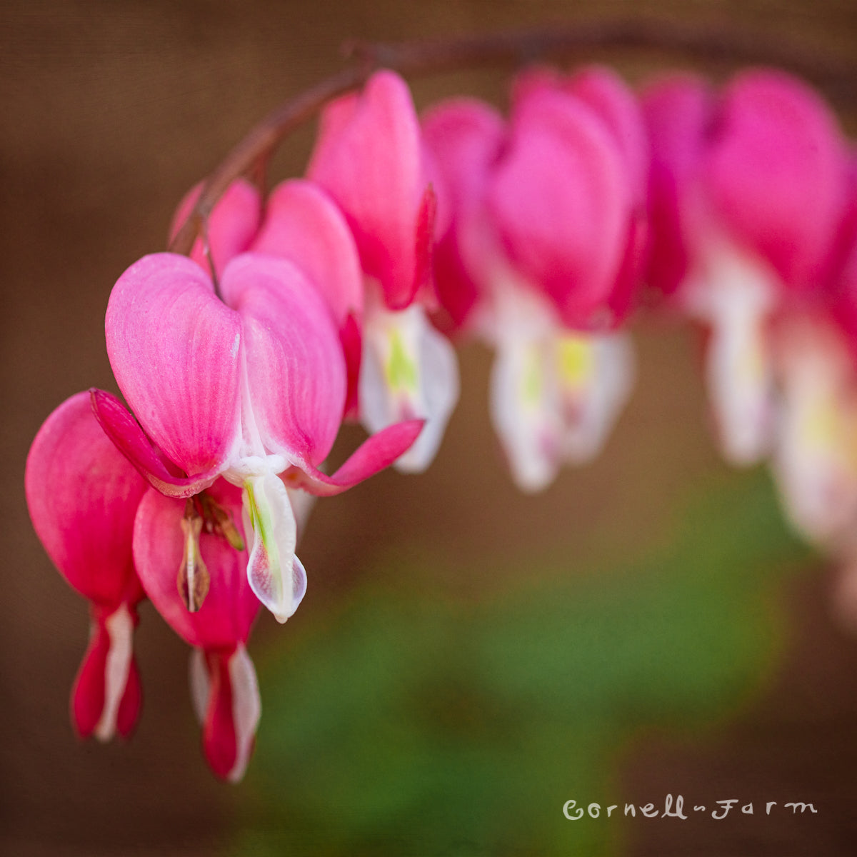 Dicentra spectabilis Gold Heart Qrt