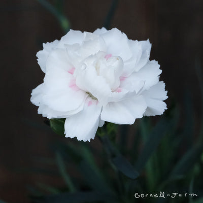 Dianthus White SuperTrouper 4.25in CF