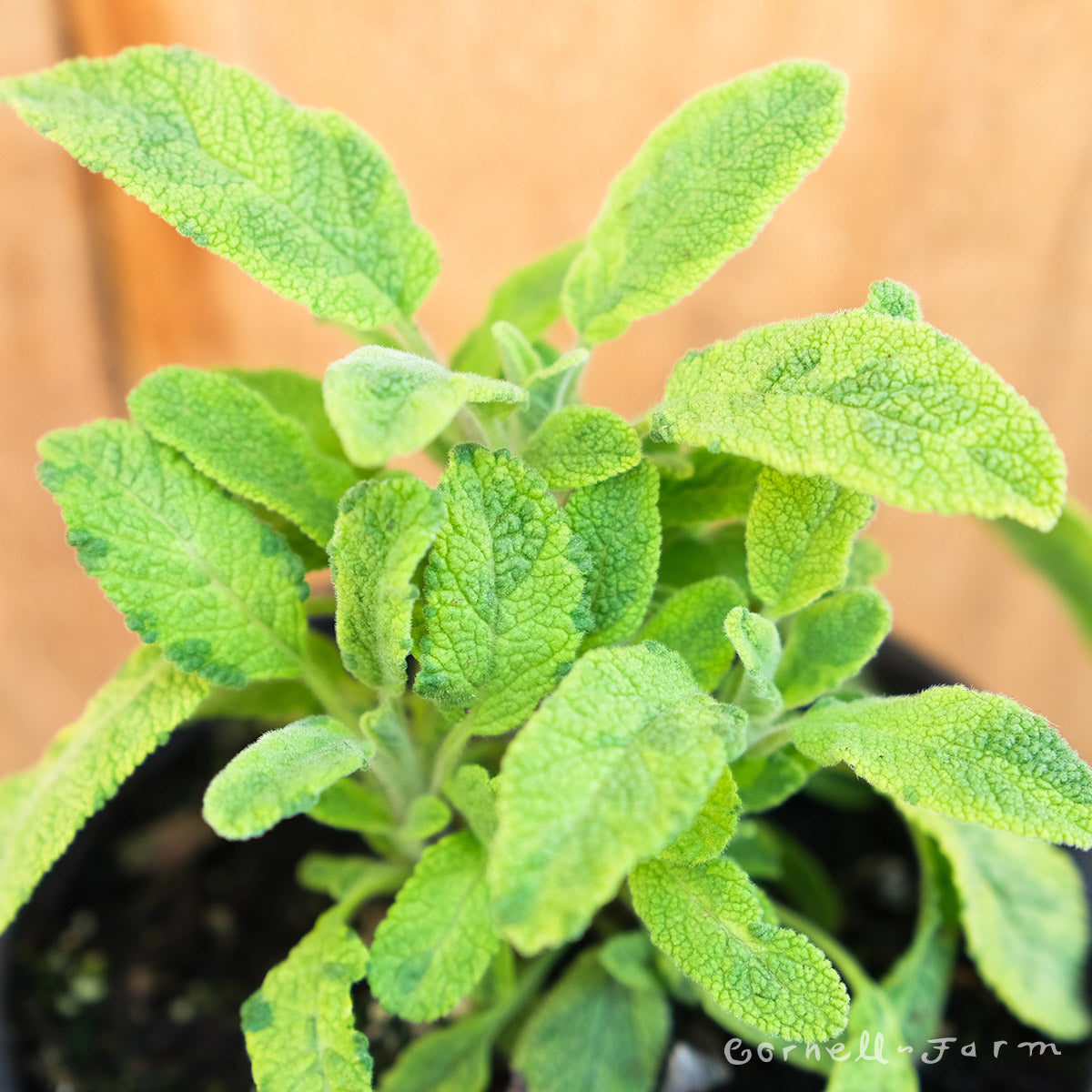 Salvia off Icterina Bicolor 4in Sage