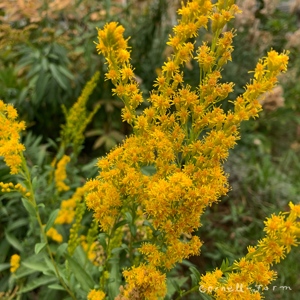 Solidago canadensis 1gal Goldenrod