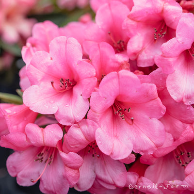 Rhododendron Kim Beth 1gal