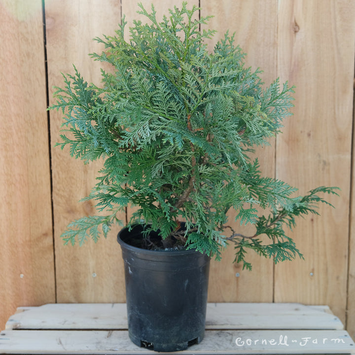 Thuja k. Glauca Prostrata 1gal – Cornell Farm
