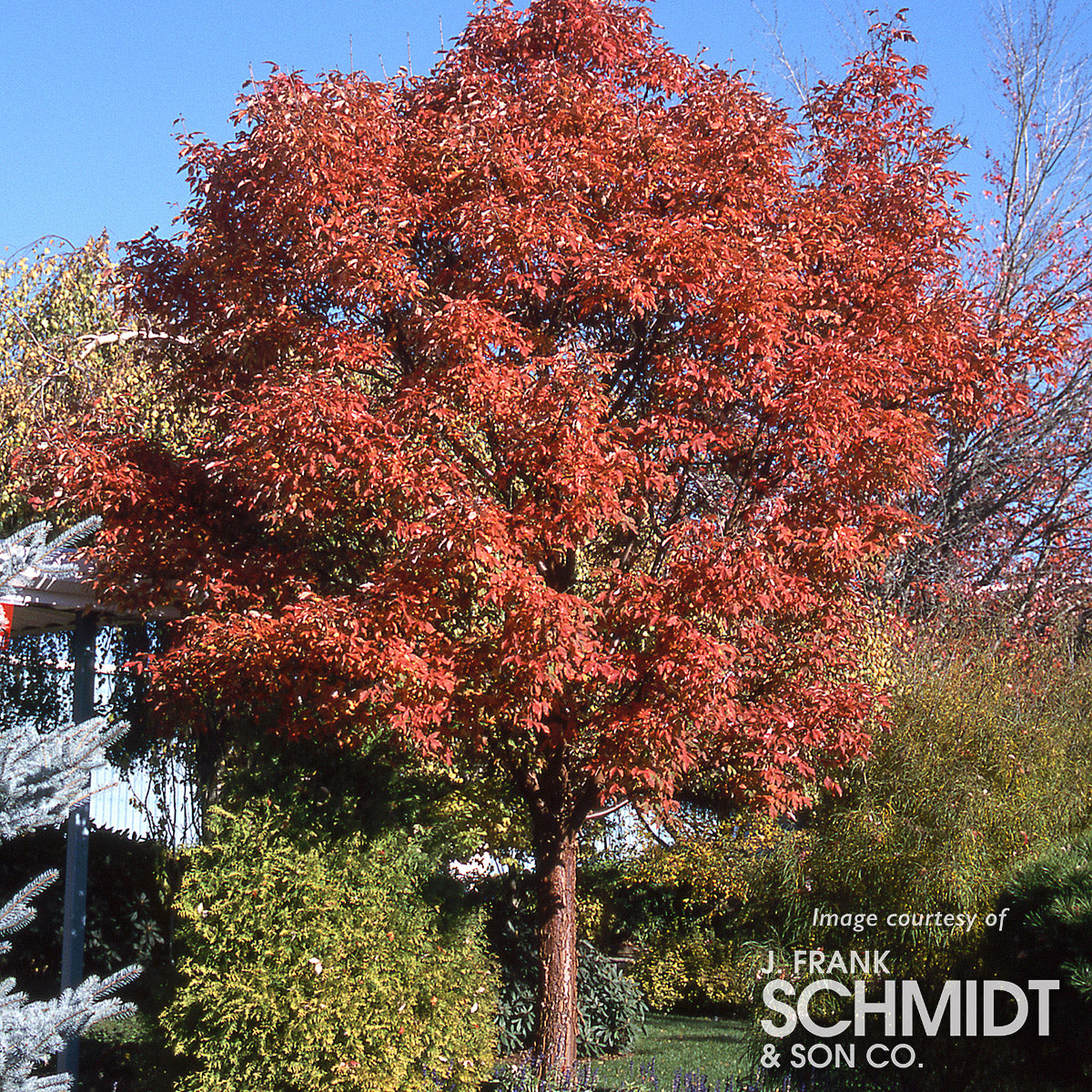 Acer griseum 1.25-1.5in. Paperbark Maple