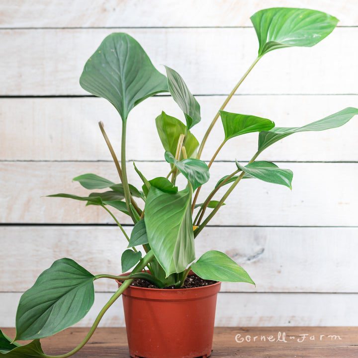 Homalomena 6in Emerald Gem – Cornell Farm
