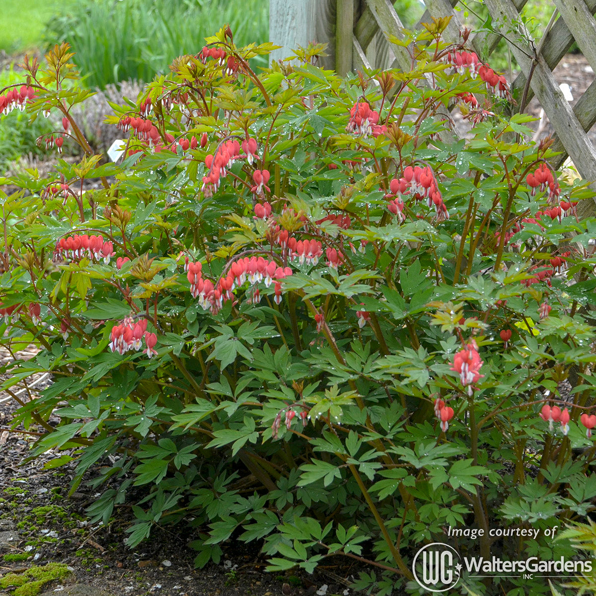 Dicentra spectabilis Valentine 1gal CF Bleeding Heart