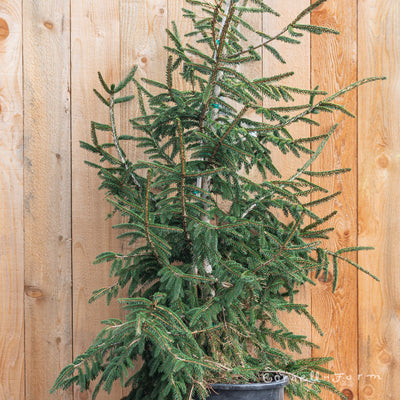 Picea orientalis Aureospicata 6gal Golden Oriental Spruce