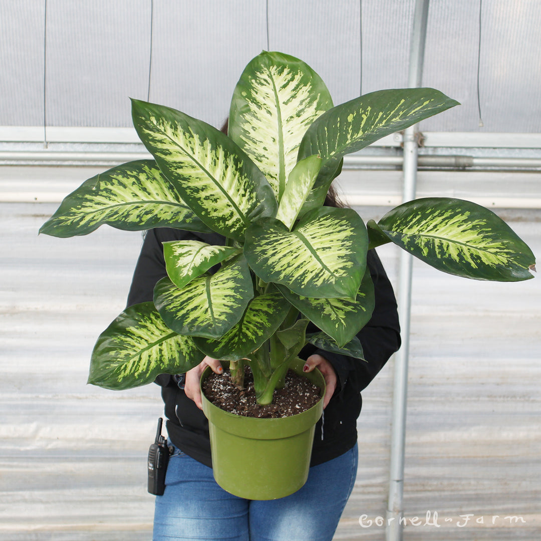 Dieffenbachia amoena 10in Tropic Snow – Cornell Farm