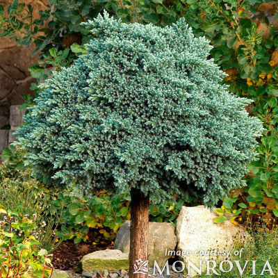 Juniperus s. Blue Star 2gal Single Seed Juniper