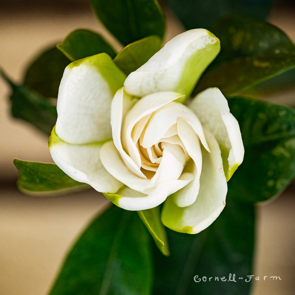 gardenia427 様 Gardenia j Chuck Hayes 2gal – Cornell Farm