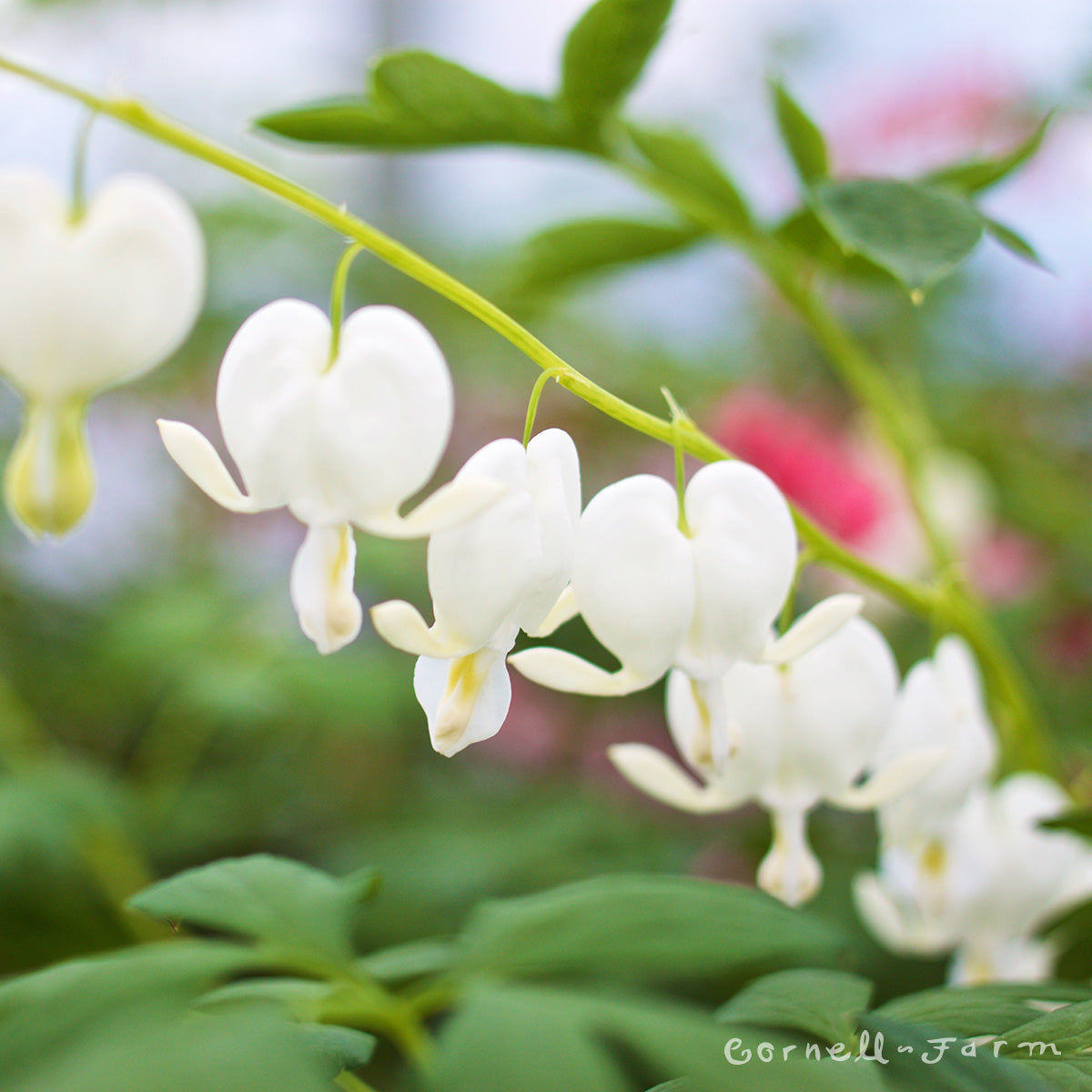 Dicentra spectabilis Alba 1gal Bleeding Heart CF