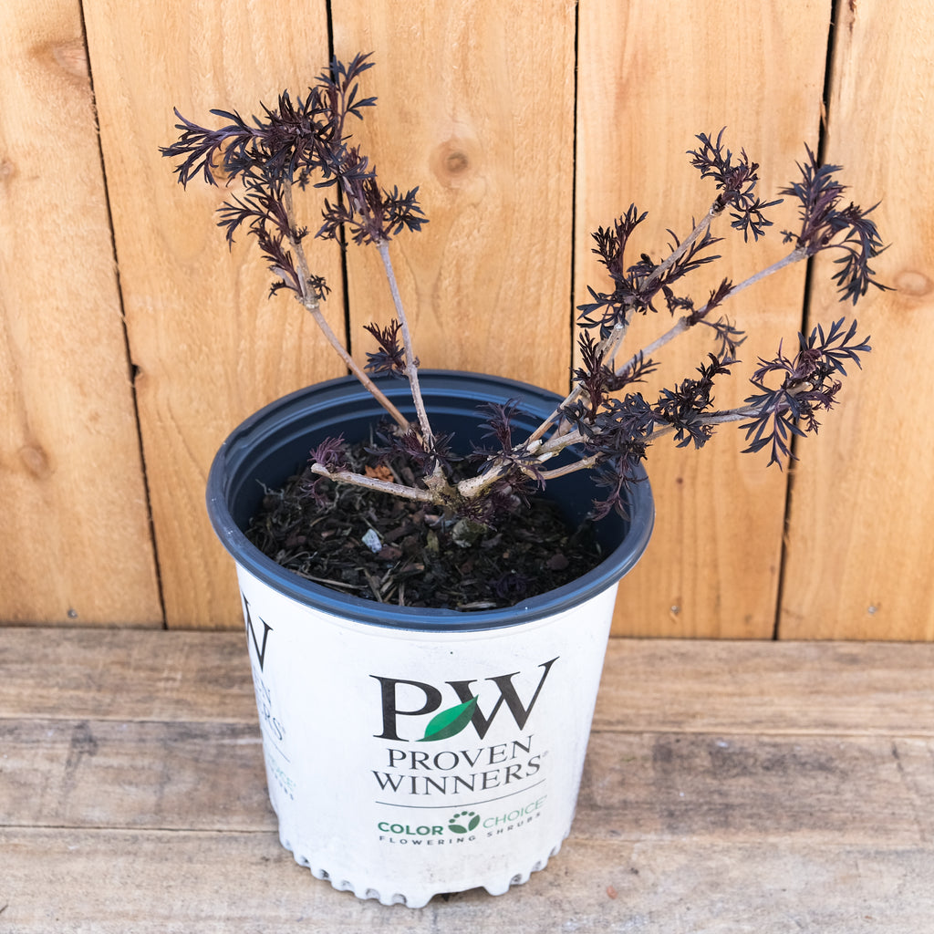 Sambucus nigra Eva 2gal Black Lace Elderberry – Cornell Farm