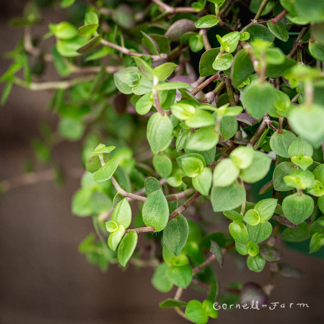 turtle vine plant seeds Callisia repens 6in Turtle Vine – Cornell Farm