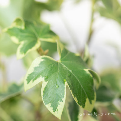 Fatshedera lizei variegata 6in Variegated Tree Ivy