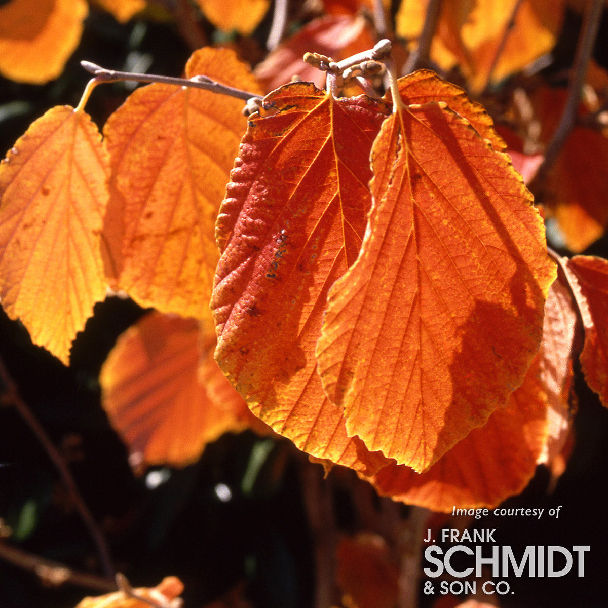 Hamamelis x int Jelena 7gal Witch Hazel