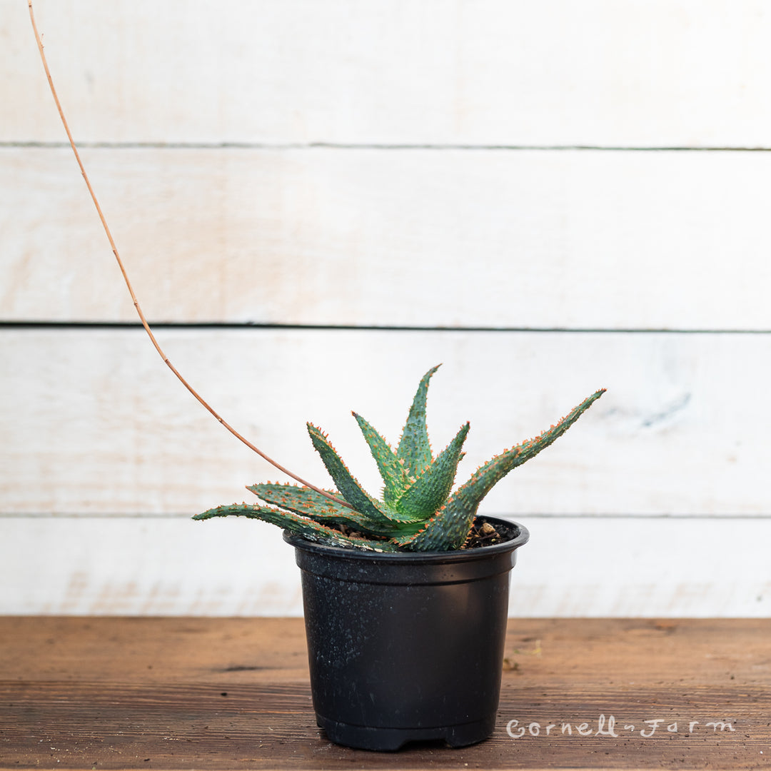 aloe vera marmelade Aloe 4in Orange Marmalade – Cornell Farm