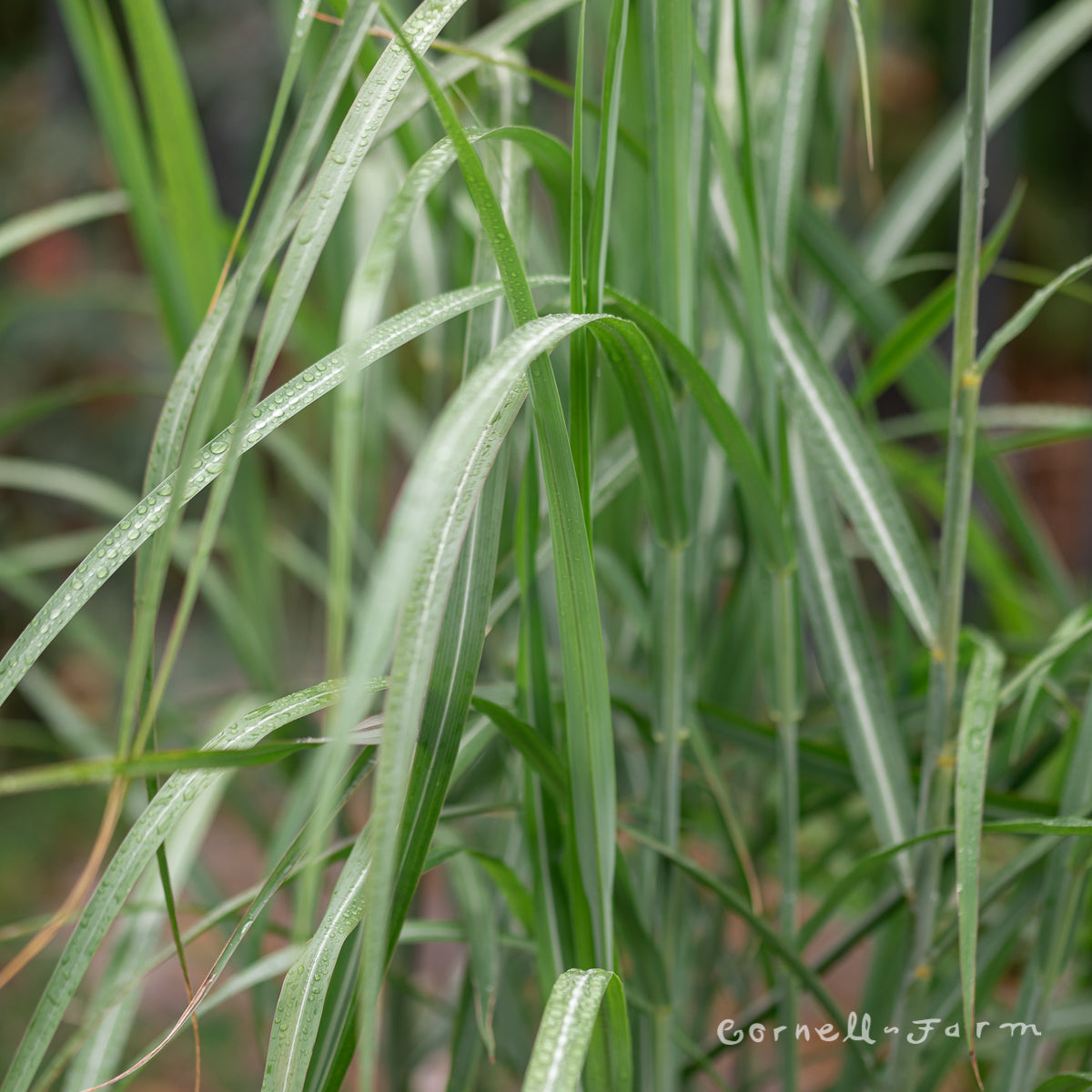 Miscanthus s Second Wind 5gal