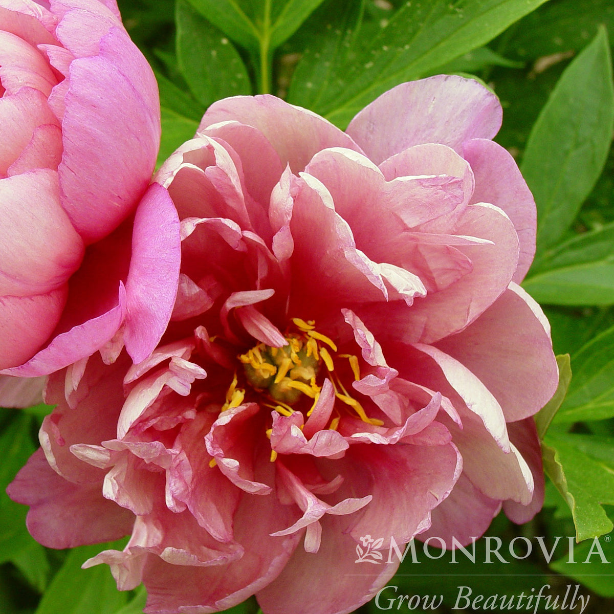 Paeonia Itoh Keiko Pink Double 5gal Peony