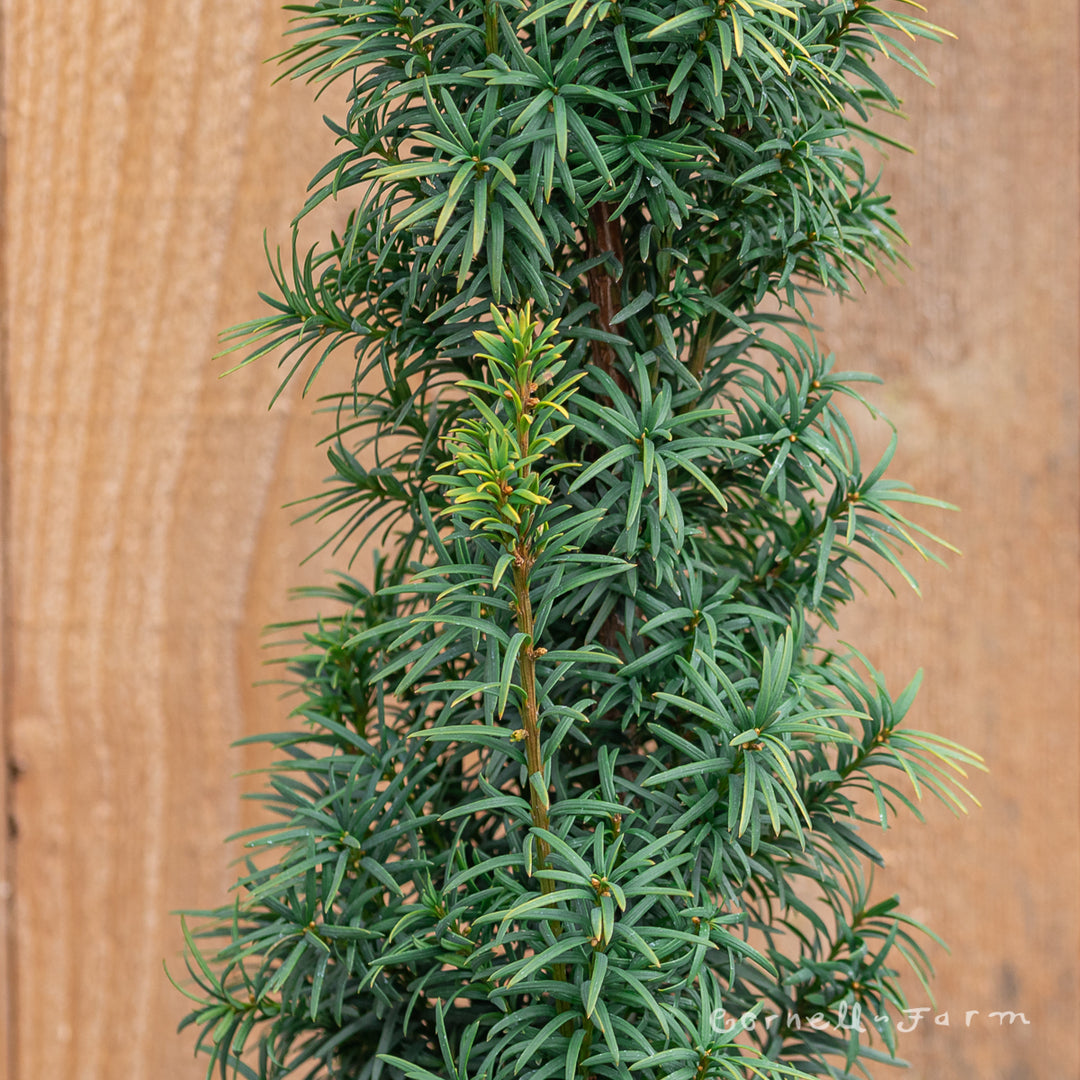 taxus standishii Taxus Standishii 10gal Yew – Cornell Farm