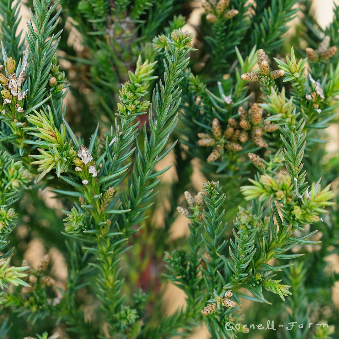 Cryptomeria j. Black Dragon 3gal – Cornell Farm