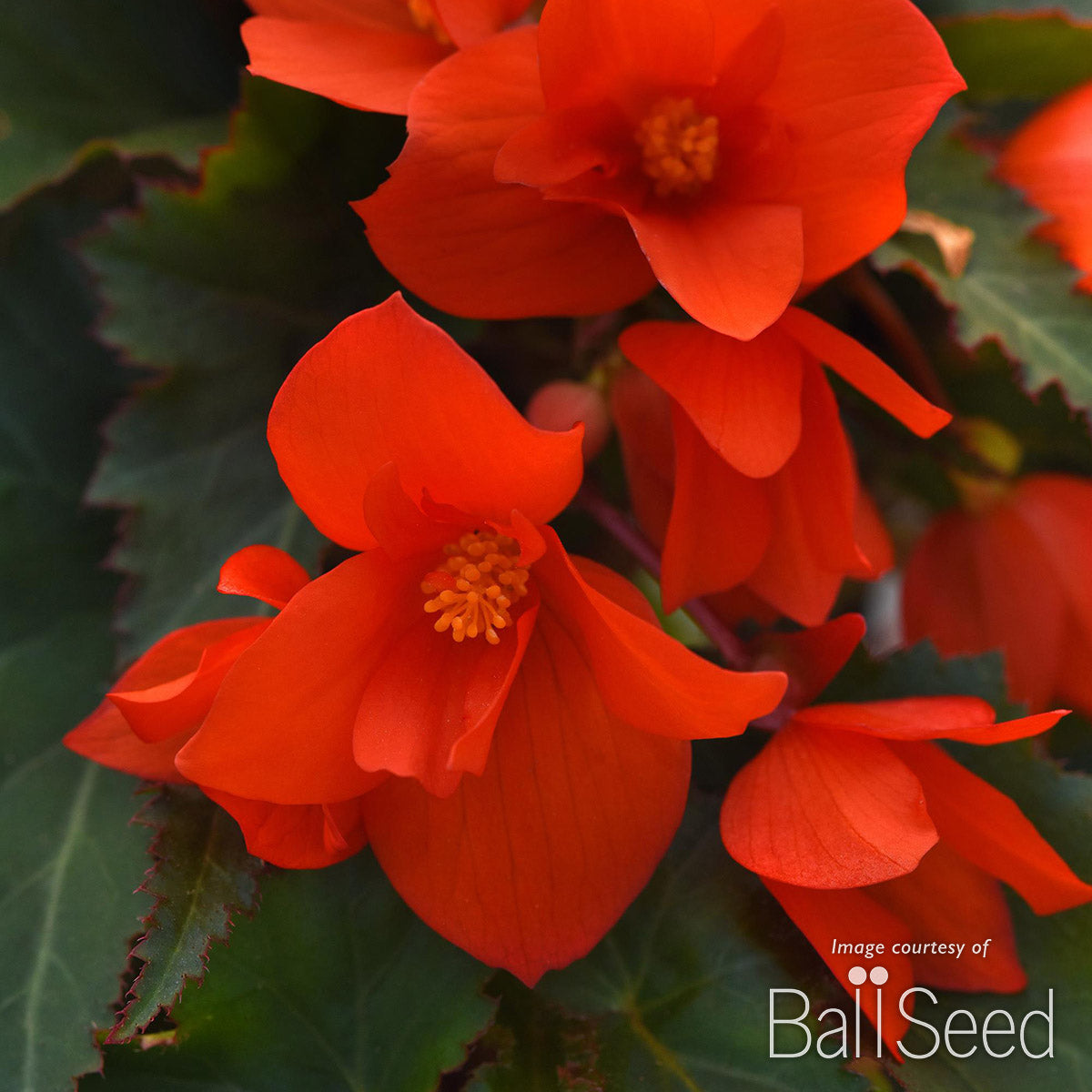 Begonia Orange Lantern Qrt. CF