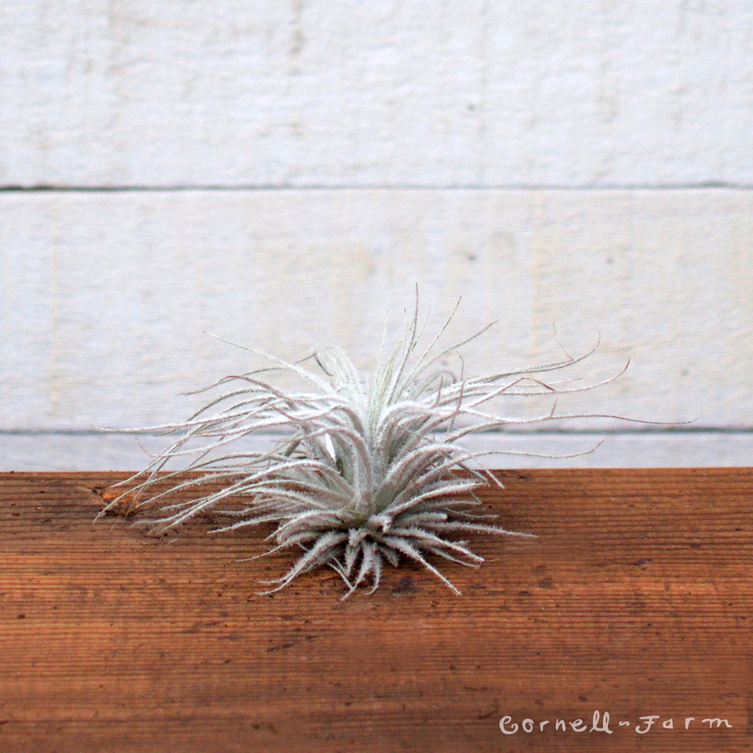 Tillandsia Tectorum Small