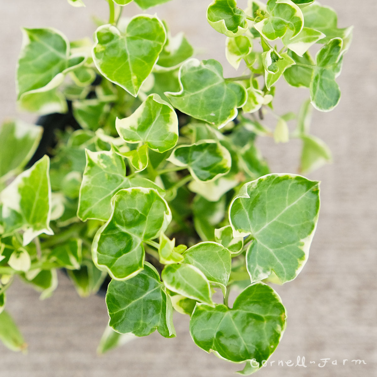 wax ivy succulent Senecio macroglossus 4in Variegated Wax Ivy