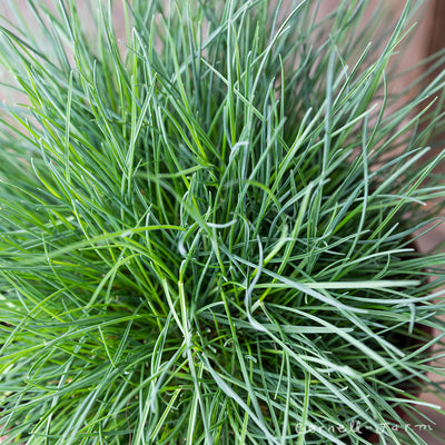 Festuca glauca Elijah Blue 1gal