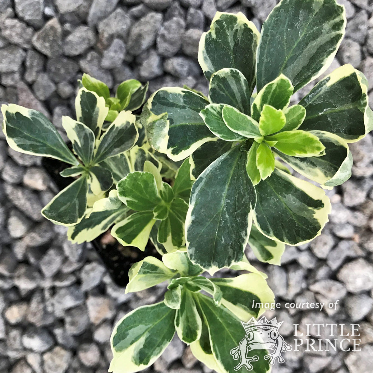 Pachysandra t. Silver Edge 4in