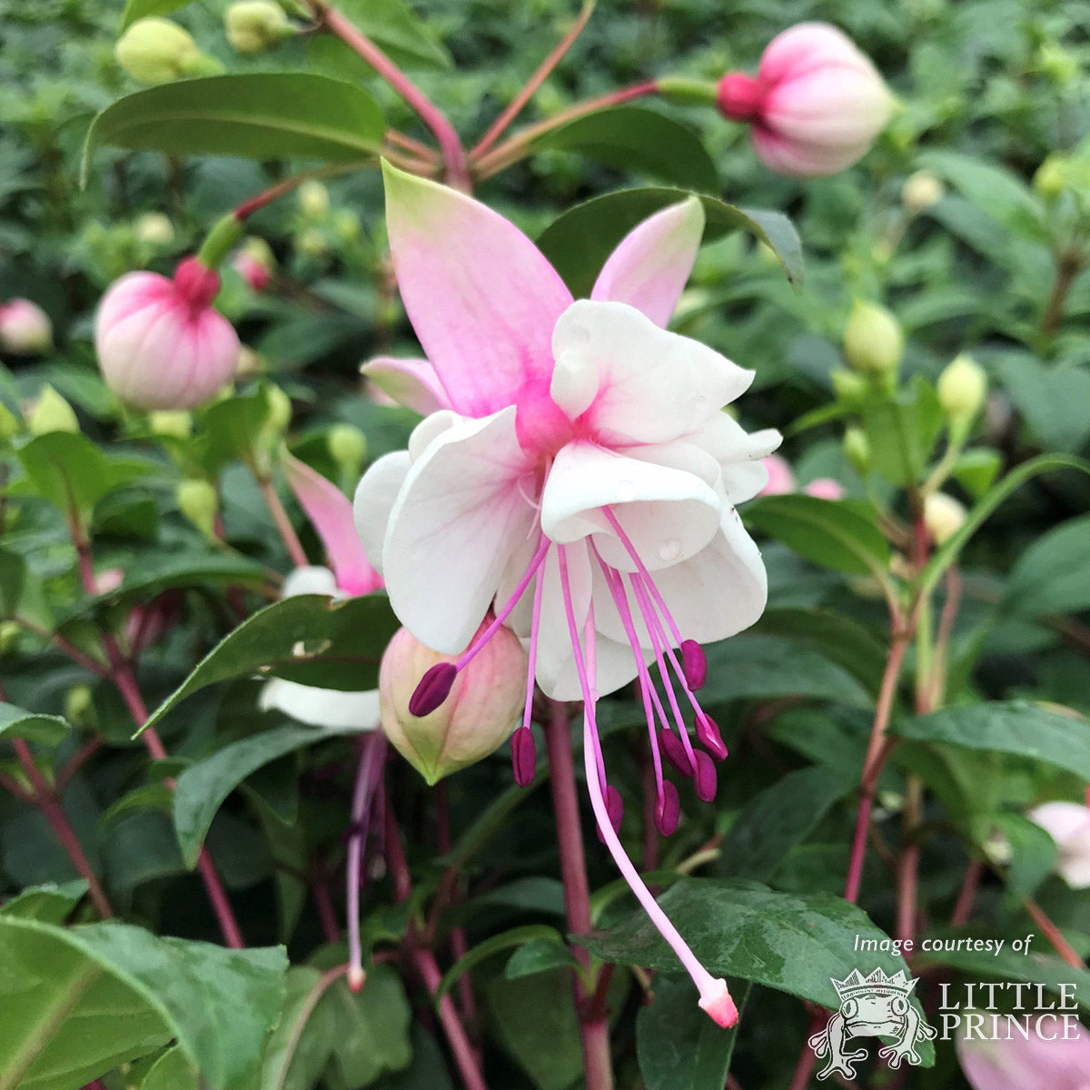 Fuchsia DeBrons Snow Fairy 1gal CF