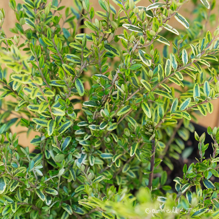 Lonicera n. Lemon Beauty 2gal Box Honeysuckle – Cornell Farm