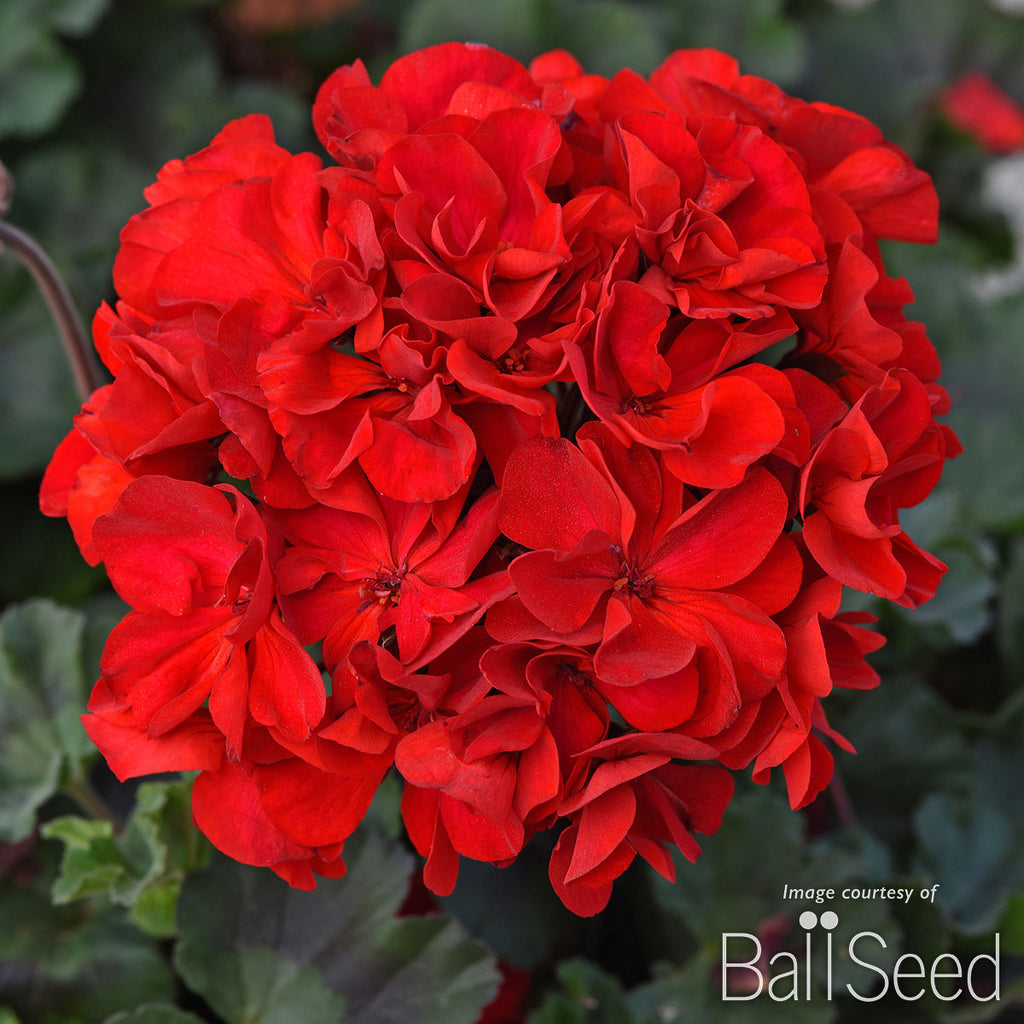 red seed geranium Geranium Zonal Super Moon Red Qrt. CF