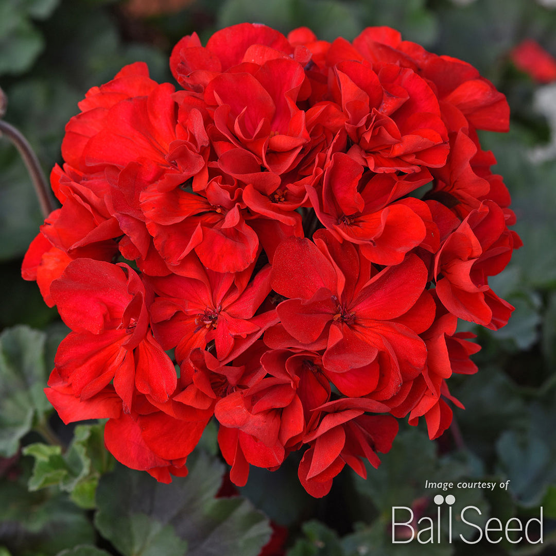 Geranium Zonal Super Moon Red Qrt. CF