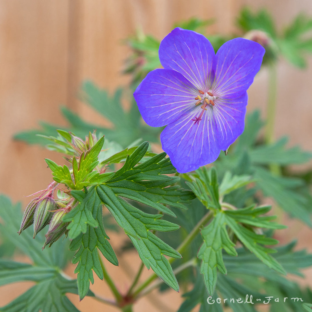 blue geranium seeds Geranium Johnson's Blue 1gal CF Hardy Geranium – Cornell Farm