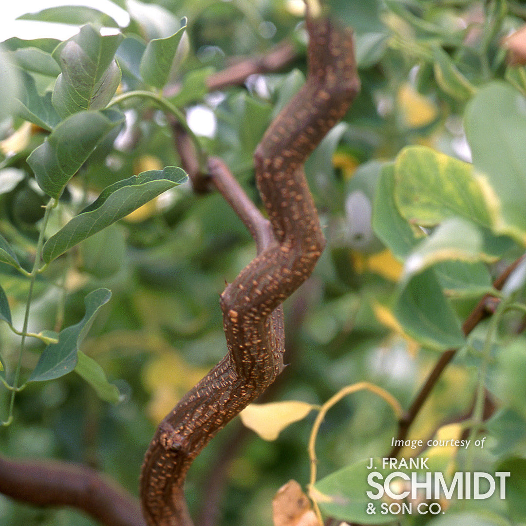 Robinia p. Lace Lady Twisty Baby 15gal – Cornell Farm