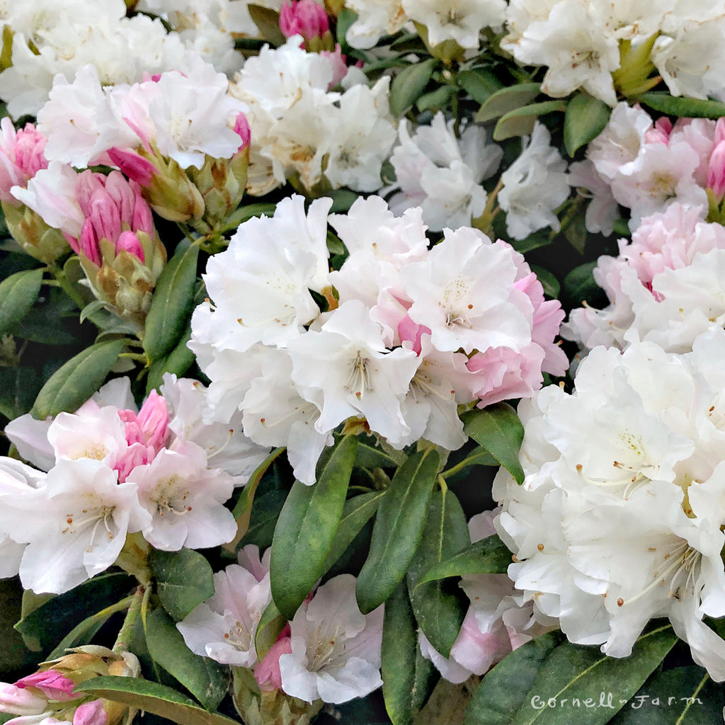 Rhododendron Yaku Princess 2gal – Cornell Farm