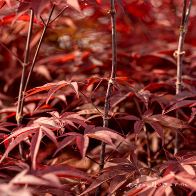 Acer p. Emperor One 7gal Japanese Maple