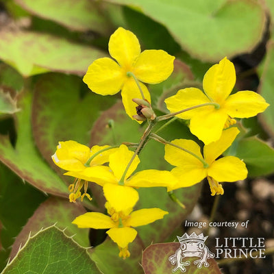 Epimedium x perralchicum Frohnleiten 1gal