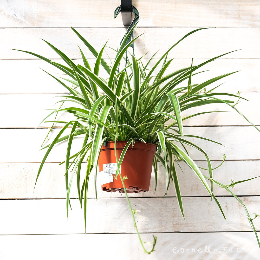 chlorophytum reverse spider plant Chlorophytum comosum 6in Variegated Spider Plant