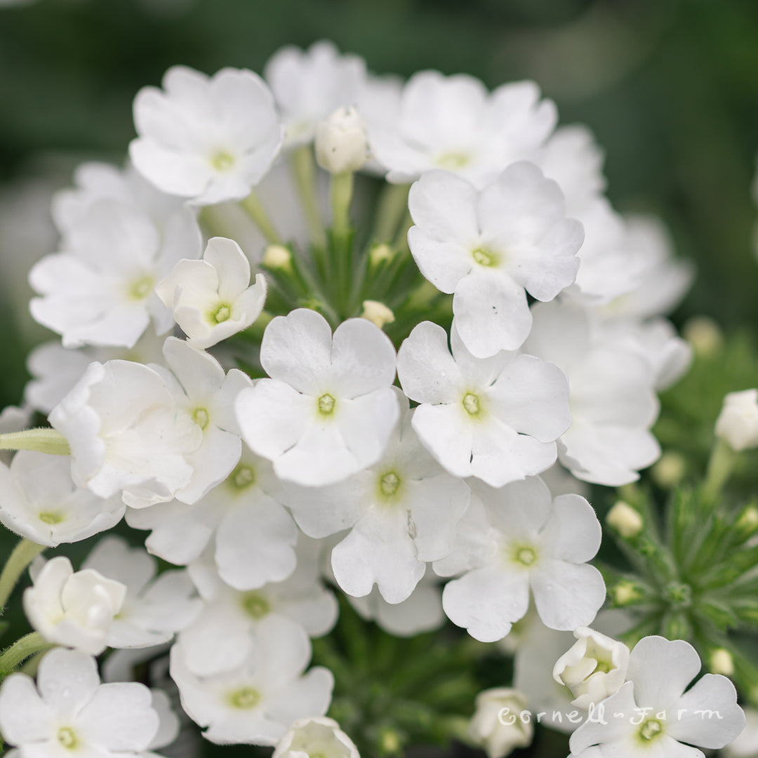 Verbena EnduraScape White Qrt CF – Cornell Farm