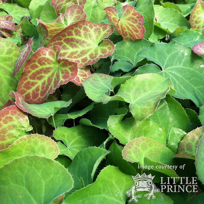 Epimedium x perralchicum Frohnleiten 1gal