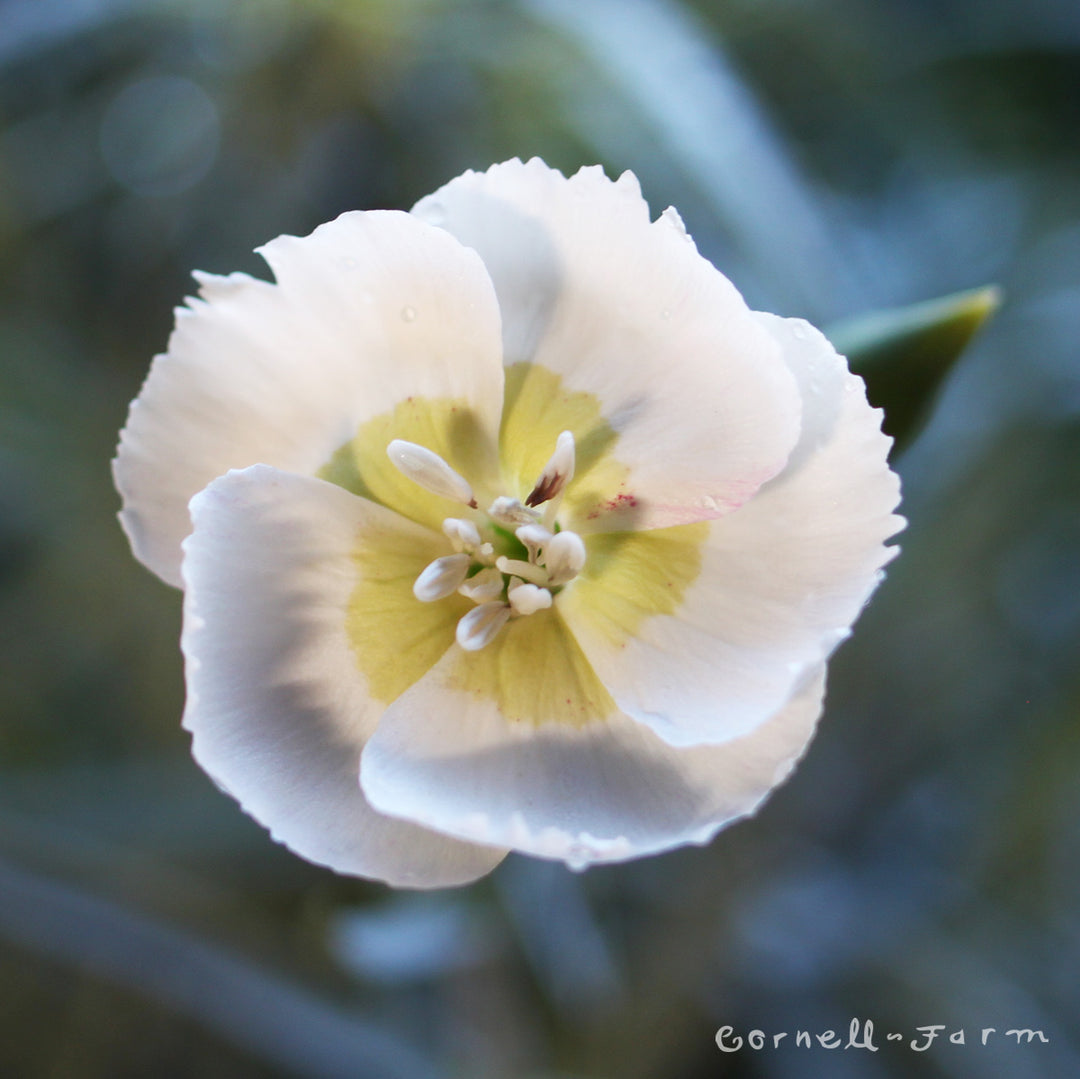 Caithness MOONFLOWER 月の花 スコットランド製 ケイスネス Dianthus Key Lime Qrt. American Pie CF – Cornell Farm