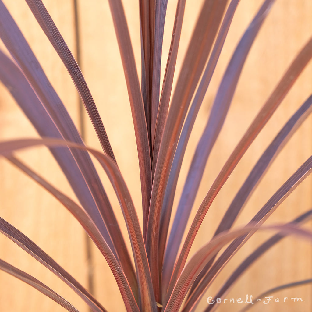 Cordyline Red Star