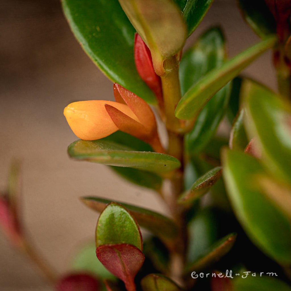 Nematanthus Goldfish Plant