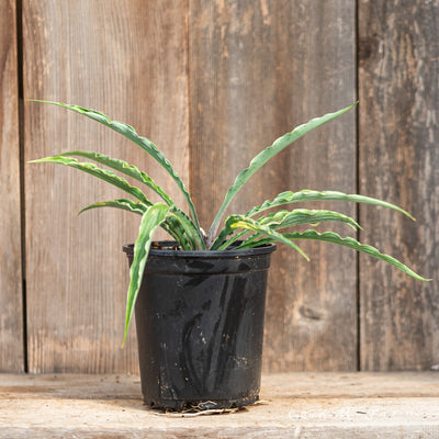 Hosta Curly Fries Qrt