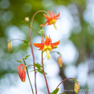 Aquilegia formosa 2gal. Columbine