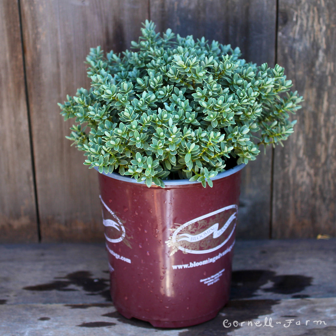 Hebe ping Sutherlandii 1gal – Cornell Farm