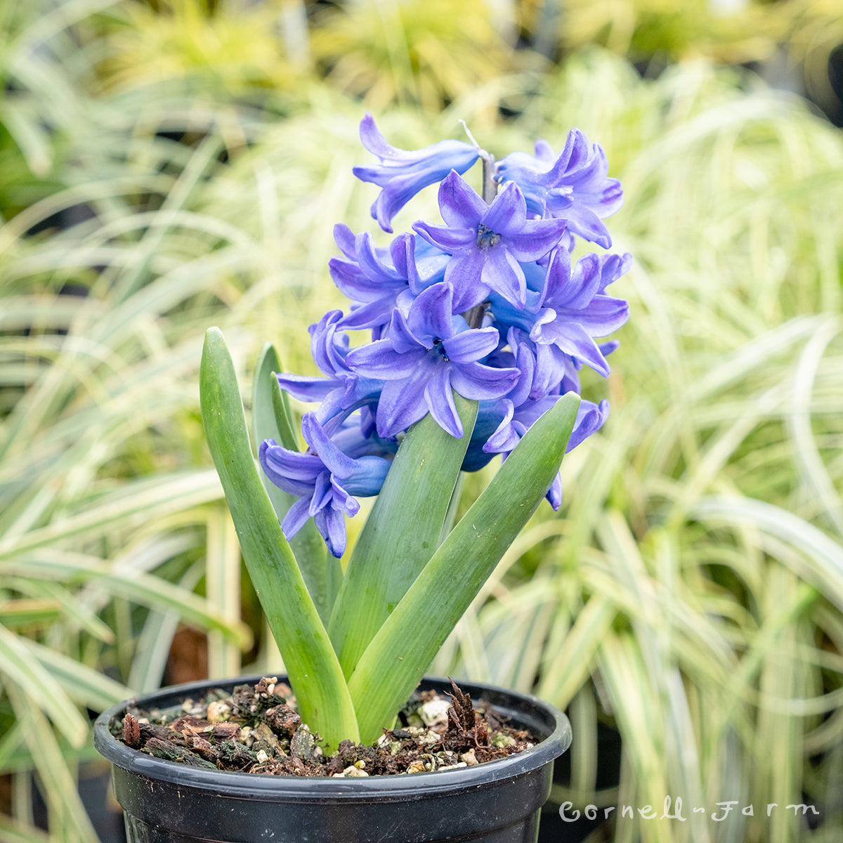 Hyacinth Delft Blue 4.25in CF