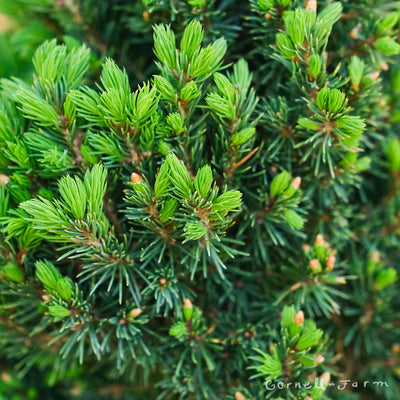 Picea glauca Jean's Dilly 1gal Dwarf Alberta Spruce