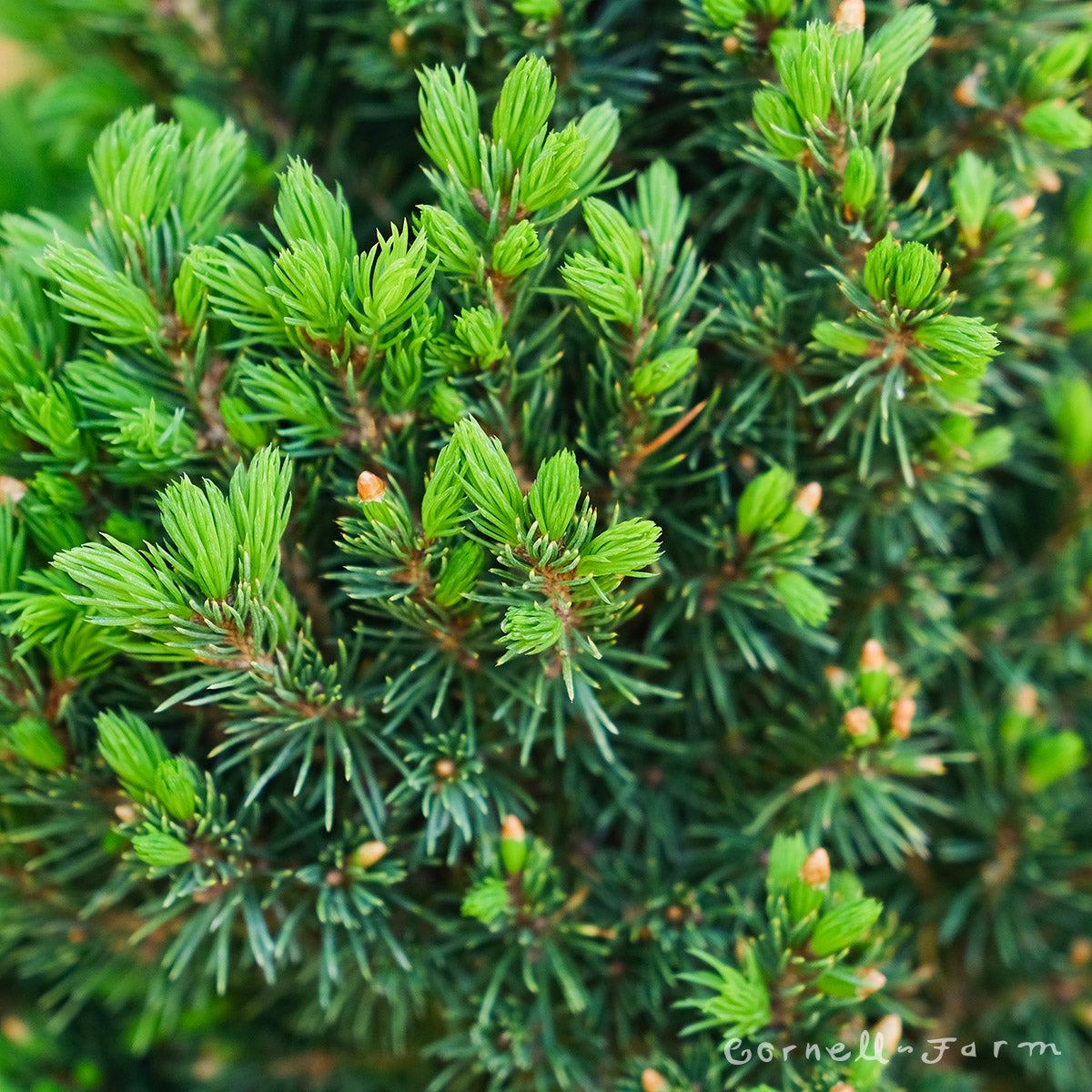 Picea glauca Jean's Dilly LPP 4" Dwarf Alberta Spruce