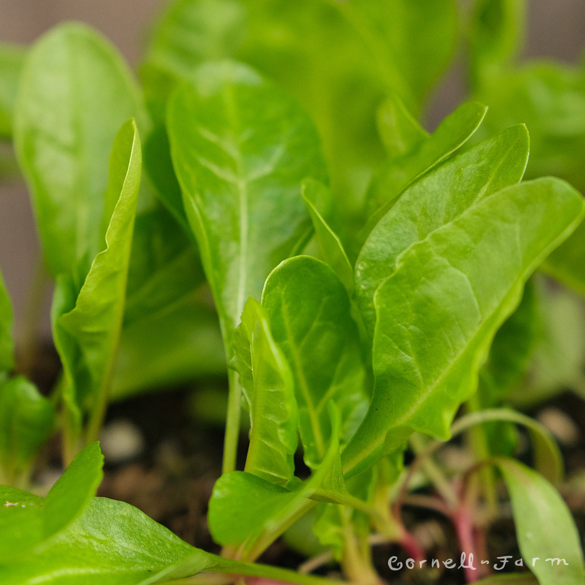 Swiss Chard Fordhook Giant Jumbo 6pk